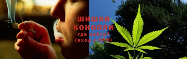 прущие грибы Лабытнанги