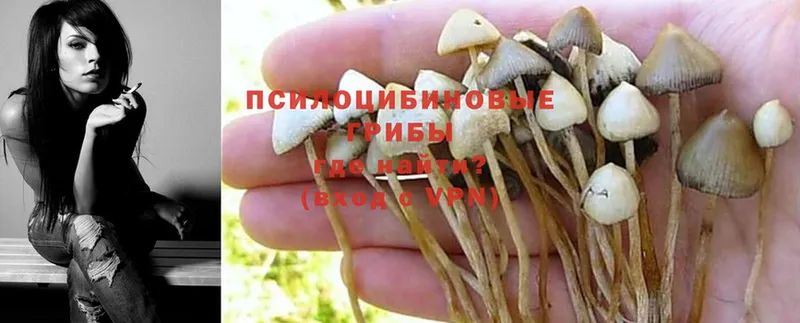 Галлюциногенные грибы Cubensis  Еманжелинск 